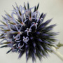 globe thistle (Echinops ritro (Globe thistle))