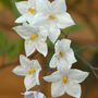 solonum jasminoides  (Solanum jasminoides (Potato Vine))
