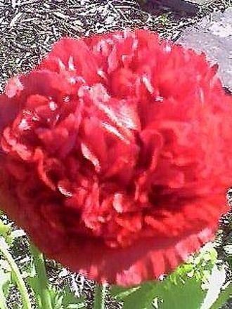 poppy