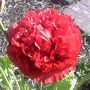poppy