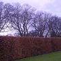 Beech and Horse Chestnut 3.2.08
