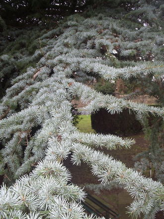 Cedar of Lebanon (blue variety) (Cedrus libani 