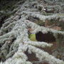 Cedar of Lebanon (blue variety) (Cedrus libani "Glauca")