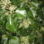 Ivy Blossom