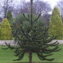"Monkey Puzzle" Tree (Arucaria arucana)