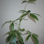 Pachira aquatica