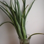 P8120006.jpg (Aloe vera)