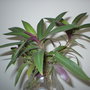 Moses in the Boat (Tradescantia spathacea)