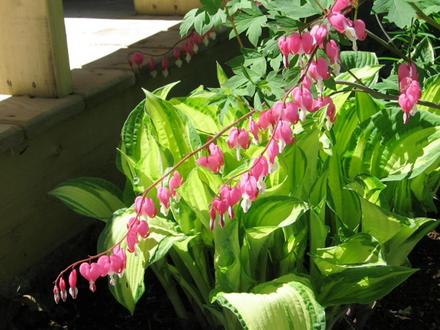 bleeding heart & hosta (Dicentra spectabilis (Bleeding heart))