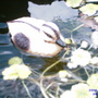 QUACK!!!!!!!!