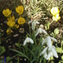 A garden flower photo