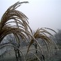Frosty zebra grass