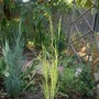Unidentified grass