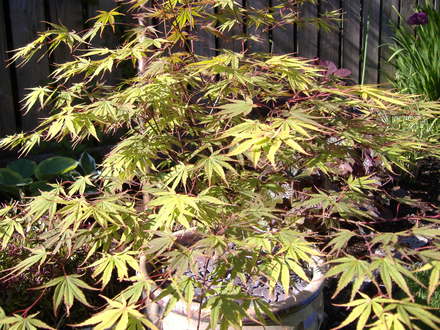 acer (acer palmatum)