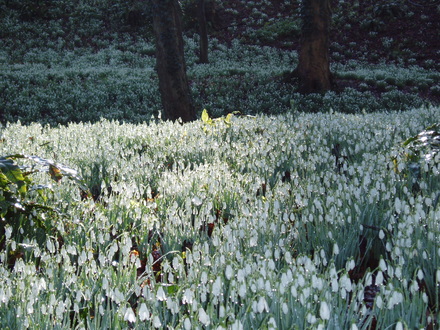 The snowdrop Grove