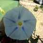 IMGP4229.jpg (Ipomoea purpurea (Morning glory))
