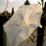 IMGP4438.jpg (Ipomoea purpurea (Morning glory))