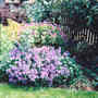 Hardy Geranium (Hardy Geranium)