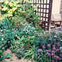Mixed border