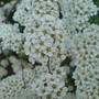Bridal wreath (Spiraea prunifolia (Bridalwreath Spiraea))