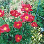 Peony (Paeonia)