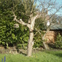 OLD APPLE TREE.....