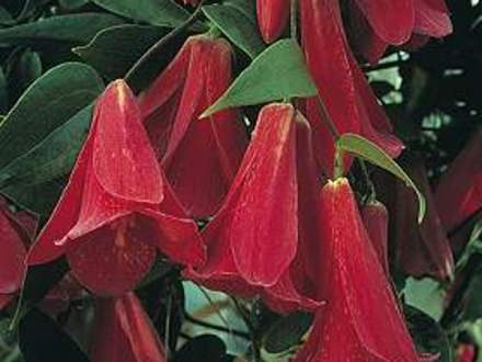 lapageria (Lapageria rosea)