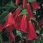 lapageria (Lapageria rosea)