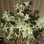 A garden flower photo (Buddleja davidii (Butterfly bush))