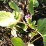 Elephant Ear`s! (Bergenia cordifolia (Elephant's ears))