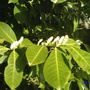 LAURAL FLOWER BUDS