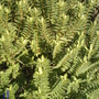 HEBE LEAVES 
