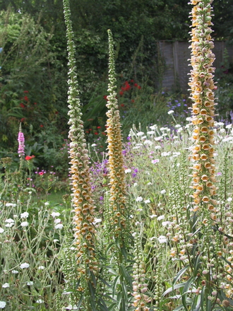 Digitalis ferruginea (Digitalis ferruginea (Rusty foxglove))