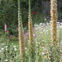 Digitalis ferruginea (Rusty foxglove)
