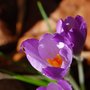 Crocus close up