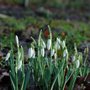 Snowdrops