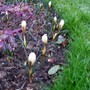 Crocus_trellis_bed