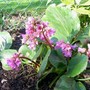 elephants_ears_feb08.jpg (Bergenia cordifolia (Elephant's ears))