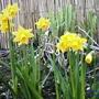 TE-TE DAFF`s