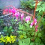 Bleeding heart