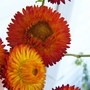 A garden flower photo