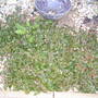Fleece Flower