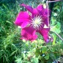 Clematis