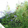 A garden flower photo