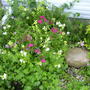 A garden flower photo