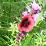 A garden flower photo