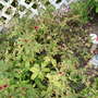 A garden flower photo