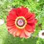A garden flower photo