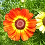 A garden flower photo