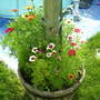 A garden flower photo